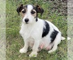 Small Photo #1 Jack Russell Terrier Puppy For Sale in FREEMAN, MO, USA