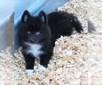 Small Photo #4 Huskimo Puppy For Sale in SEBRING, FL, USA
