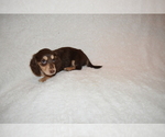 Small Photo #3 Dachshund Puppy For Sale in BENTON, AR, USA