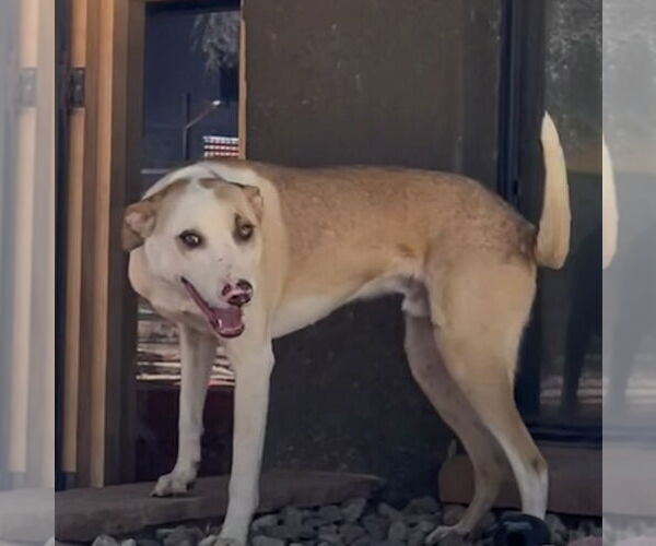 Medium Photo #1 Chow Chow-Unknown Mix Puppy For Sale in Cottonwood, AZ, USA