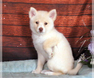 Pomsky Puppy for sale in PENNS CREEK, PA, USA