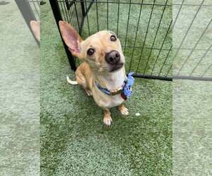 Chihuahua-Unknown Mix Dogs for adoption in Tempe , AZ, USA