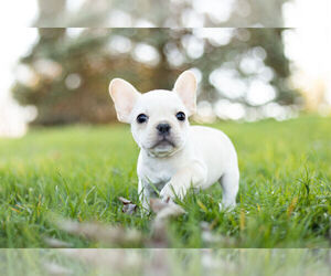 Medium French Bulldog