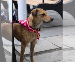 June - playful girl - Female Jack Russell Terrier-Unknown Mix Dog for Adoption - Photo #2