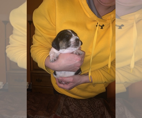Medium Photo #2 Beagle Puppy For Sale in GREENFIELD, WI, USA
