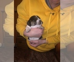 Small Photo #2 Beagle Puppy For Sale in GREENFIELD, WI, USA