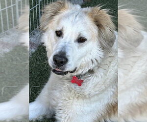 Auggie - Male Great Pyrenees-Unknown Mix Dog for Adoption - Photo #11