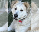 Small #10 Great Pyrenees Mix