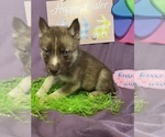 Small Photo #2 Siberian Husky Puppy For Sale in DEARBORN, MO, USA