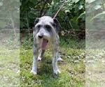Small #4 Mutt