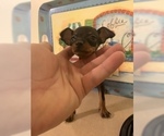 Small Photo #29 Miniature Pinscher Puppy For Sale in BULGER, PA, USA