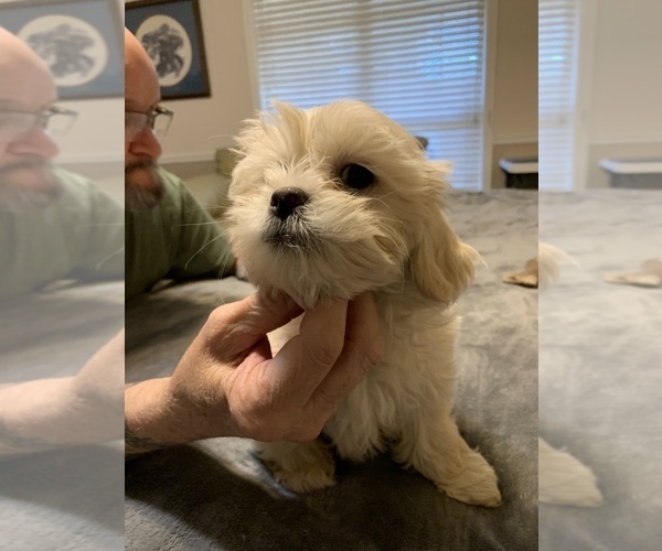 Medium Photo #1 ShihPoo Puppy For Sale in WETUMPKA, AL, USA