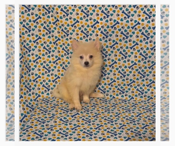 Medium Photo #3 Pomimo Puppy For Sale in CLARKSVILLE, TN, USA