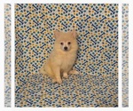 Peter - Male Pomimo Puppy for Sale - Photo #3