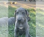 Small Photo #5 Great Dane Puppy For Sale in SACRAMENTO, CA, USA