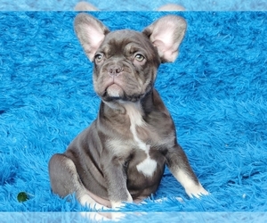 French Bulldog Puppy for sale in BOSTON, MA, USA