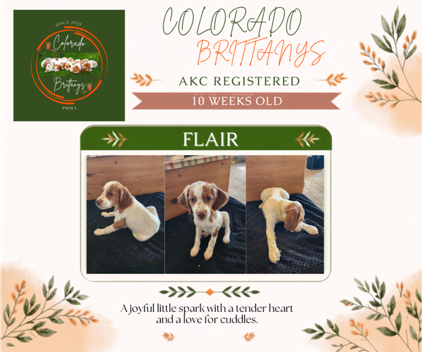 Medium Photo #2 Brittany Puppy For Sale in MONTROSE, CO, USA