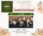 Small Photo #2 Brittany Puppy For Sale in MONTROSE, CO, USA