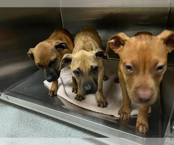 Medium Photo #1 Boxador Puppy For Sale in Orange, CA, USA