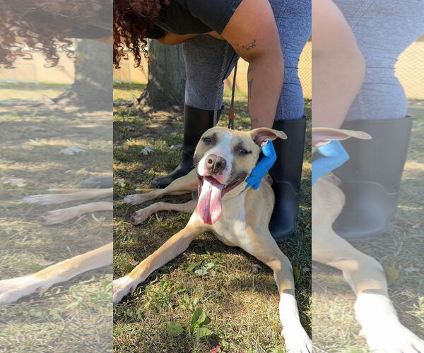 Medium Photo #3 American Bulldog-Unknown Mix Puppy For Sale in Perth Amboy, NJ, USA