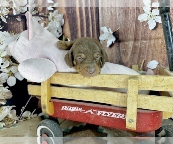 Medium Photo #9 Dachshund Puppy For Sale in CASSVILLE, MO, USA