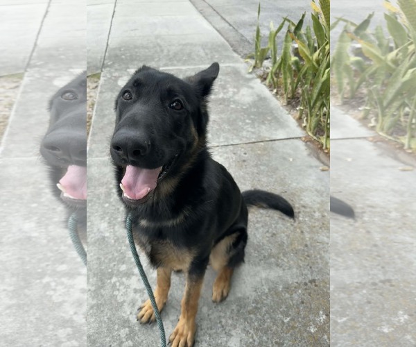 Medium Photo #1 German Shepherd Dog Puppy For Sale in Plantation, FL, USA