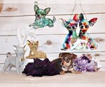 Puppy Gossett Chihuahua