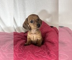 Daisey - Female Dachshund Puppy for Sale - Photo #3