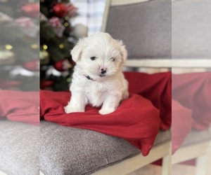 Havashu Puppy for sale in LAVINIA, TN, USA