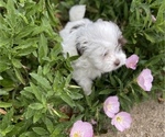Small Photo #8 Havanese Puppy For Sale in OTWAY, OH, USA