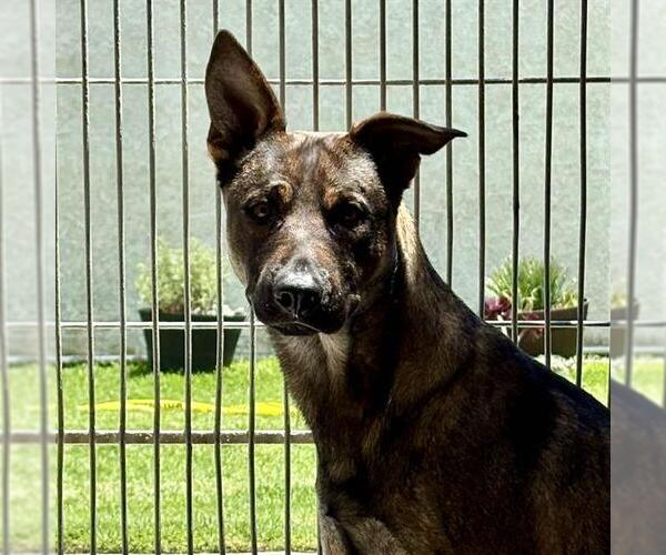Medium Photo #2 German Shepherd Dog Puppy For Sale in Camarillo, CA, USA