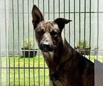Small #1 German Shepherd Dog