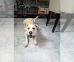 Small #1 Labrador Retriever Mix