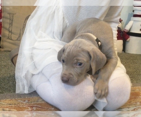 Medium Photo #1 Weimaraner Puppy For Sale in WILLOWS, CA, USA