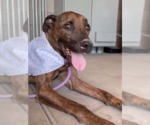 Small #3 Boxer-Dutch Shepherd  Mix