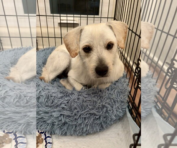 Medium Photo #2 Mutt Puppy For Sale in Santa Clarita, CA, USA