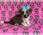 Small Photo #8 Cowboy Corgi Puppy For Sale in LAKELAND, FL, USA