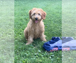 Goldendoodle-Poodle (Toy) Mix Puppy for sale in SOUTHGATE, MI, USA