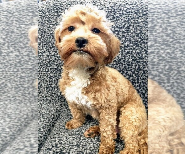 Medium Photo #6 Zuchon Puppy For Sale in NEW YORK MILLS, MN, USA