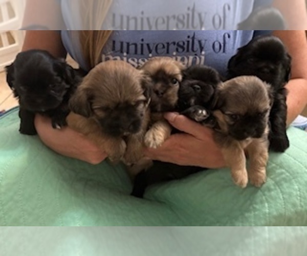 Medium Photo #8 Shih Apso Puppy For Sale in SCOTTSDALE, AZ, USA