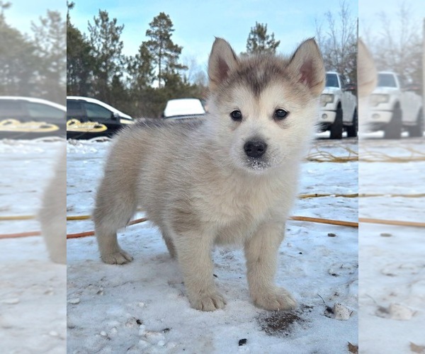 Medium Photo #1 Alaskan Malamute Puppy For Sale in CRIVITZ, WI, USA