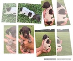Small Photo #3 German Shorthaired Pointer Puppy For Sale in MORTON, MS, USA