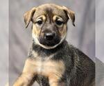 Small #3 Boxer Mix