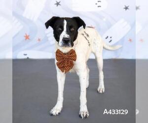 Labrador Retriever-Unknown Mix Dogs for adoption in Conroe, TX, USA