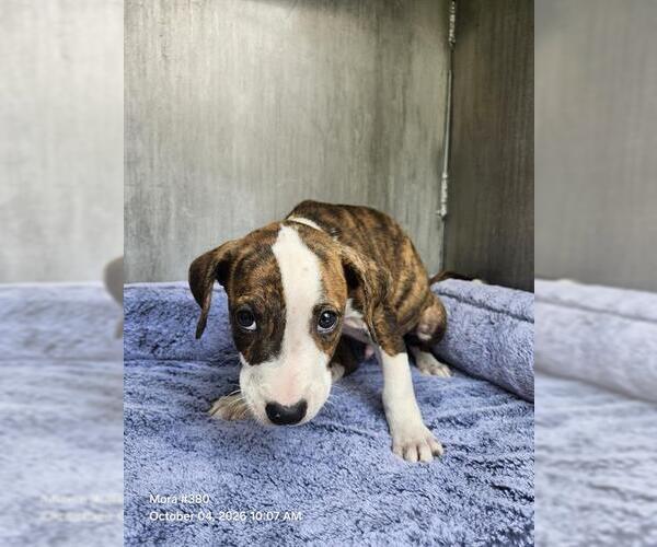 Medium Photo #1 American Staffordshire Terrier-Unknown Mix Puppy For Sale in San Antonio, TX, USA