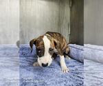 ADONIS - Male American Staffordshire Terrier-Unknown Mix Dog for Adoption - Small photo