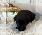Small Photo #13 Labrador Retriever Puppy For Sale in HIGH POINT, NC, USA