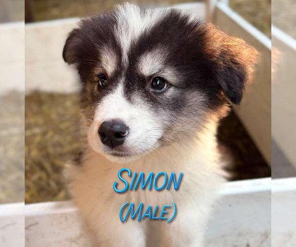 Medium Photo #7 Golden Pyrenees-Siberian Husky Mix Puppy For Sale in HICKORY, NC, USA