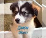 Small #6 Golden Pyrenees-Siberian Husky Mix
