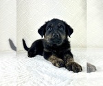 Small #2 Golden Shepherd